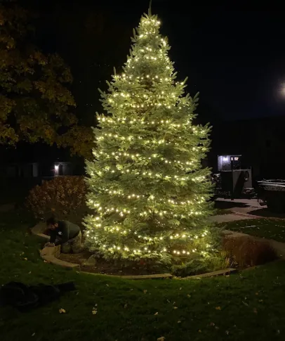 Tall front-yard evergreen wrapped top to bottom in warm white lights