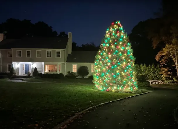 Large lawn spruce wrapped in multicolor lights