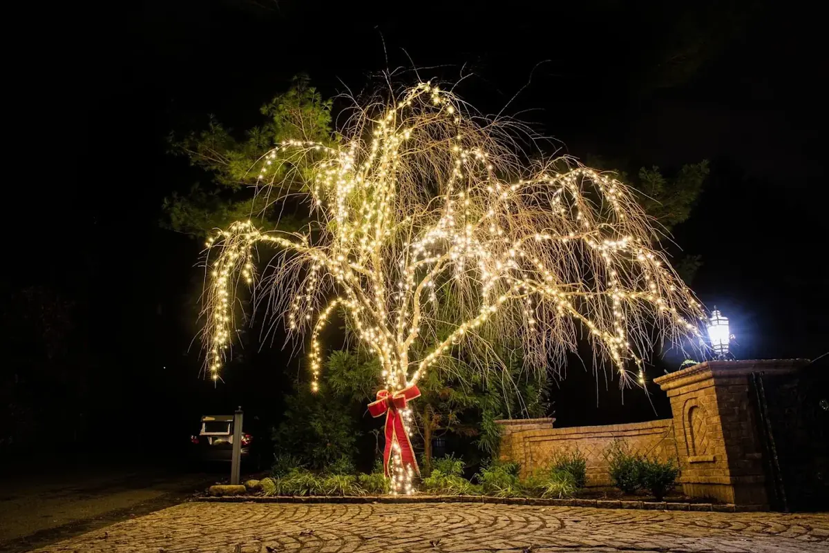 Weeping tree wrapped branch by branch in warm white lights with a red bow at the trunk